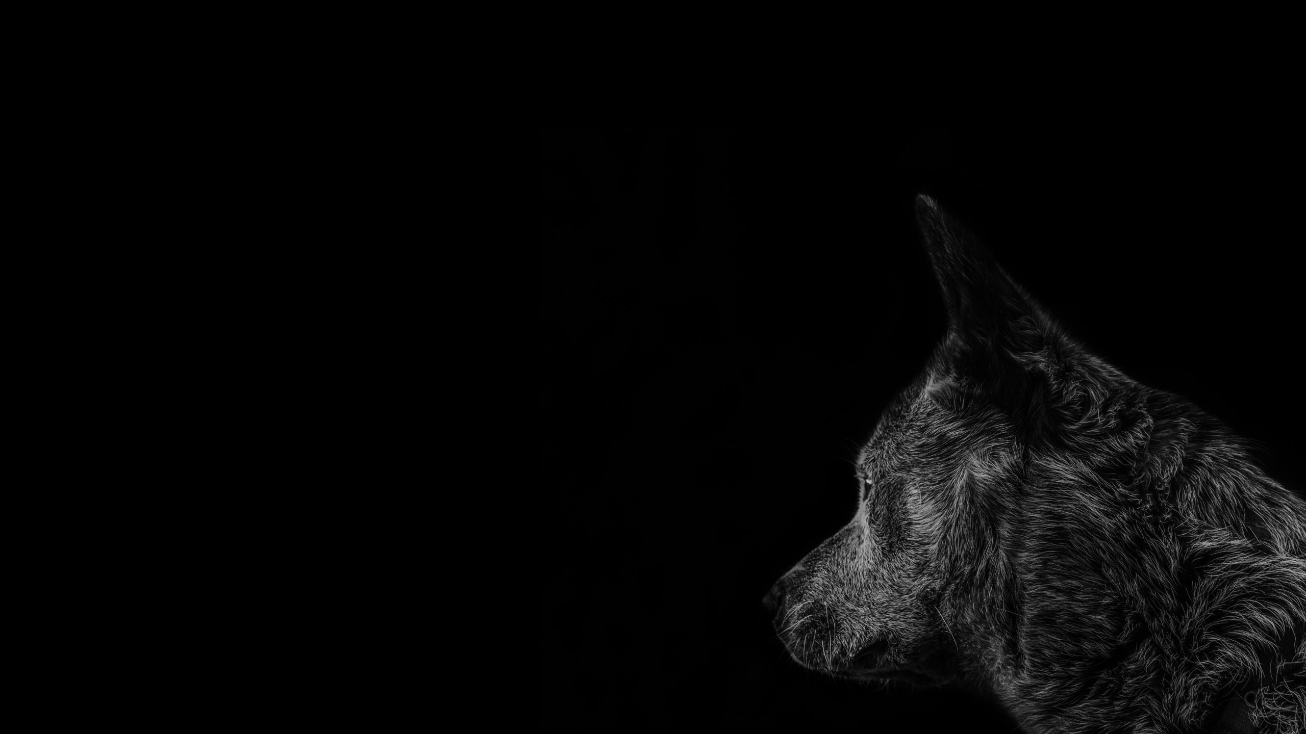 The Black Dog