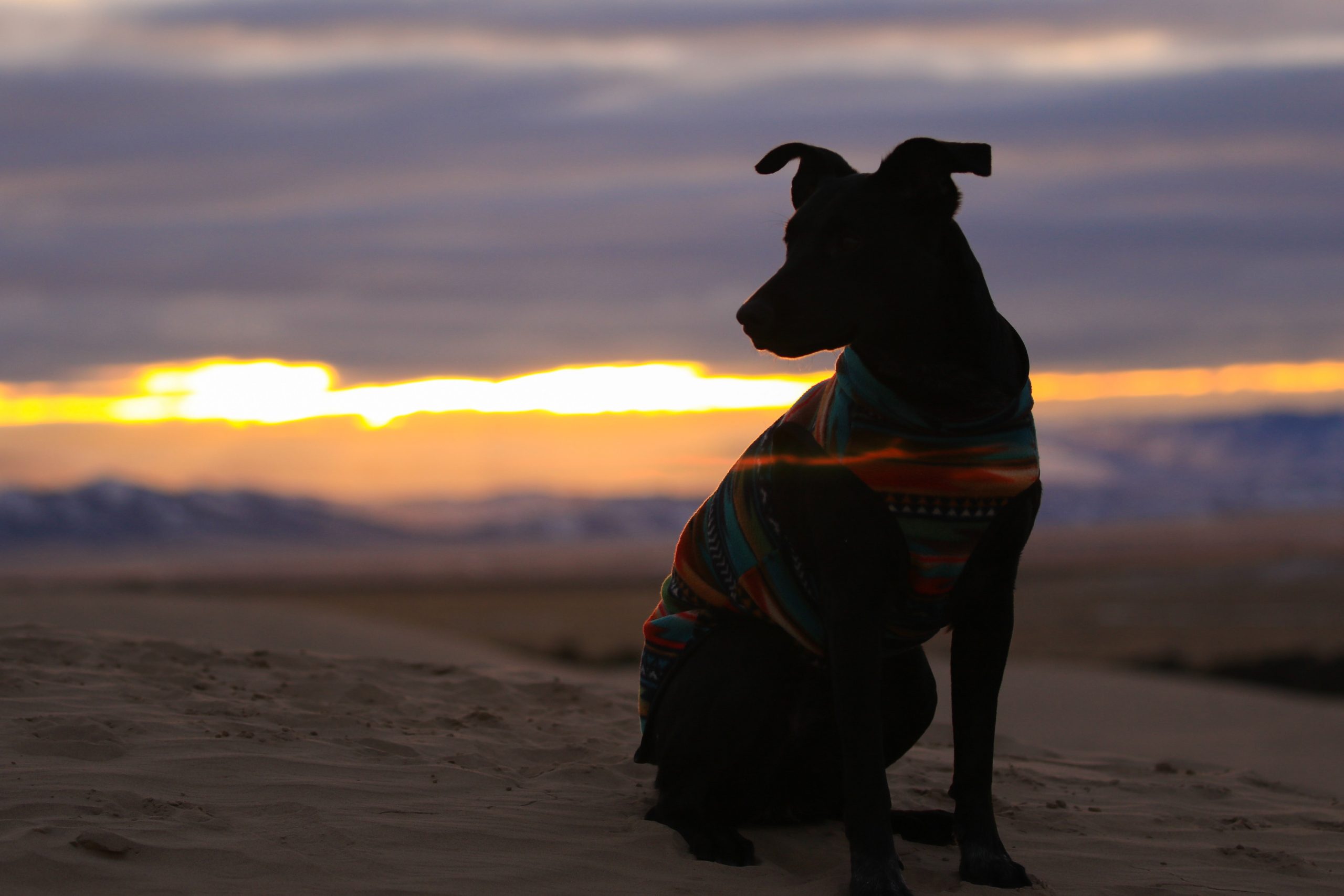 The Black Dog (part 2)